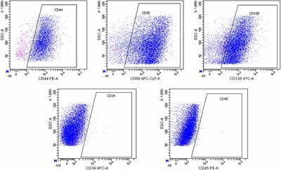 Age-related ultrastructural changes in spheroids of the adipose-derived multipotent mesenchymal stromal cells from ovariectomized mice